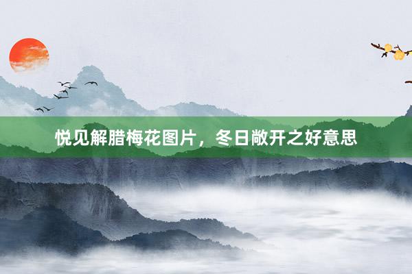 悦见解腊梅花图片，冬日敞开之好意思